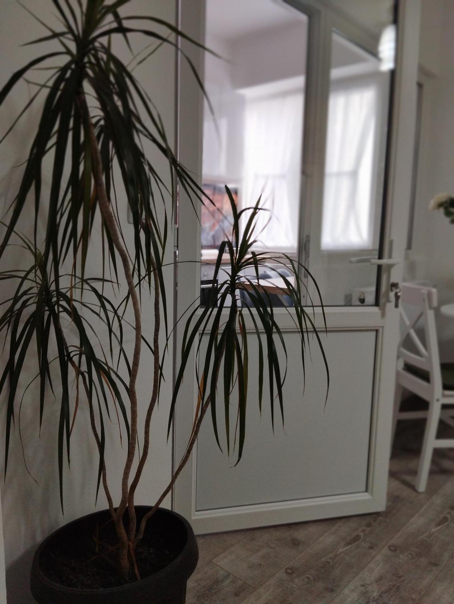 Amber Studio Craiova Eksteriør bilde